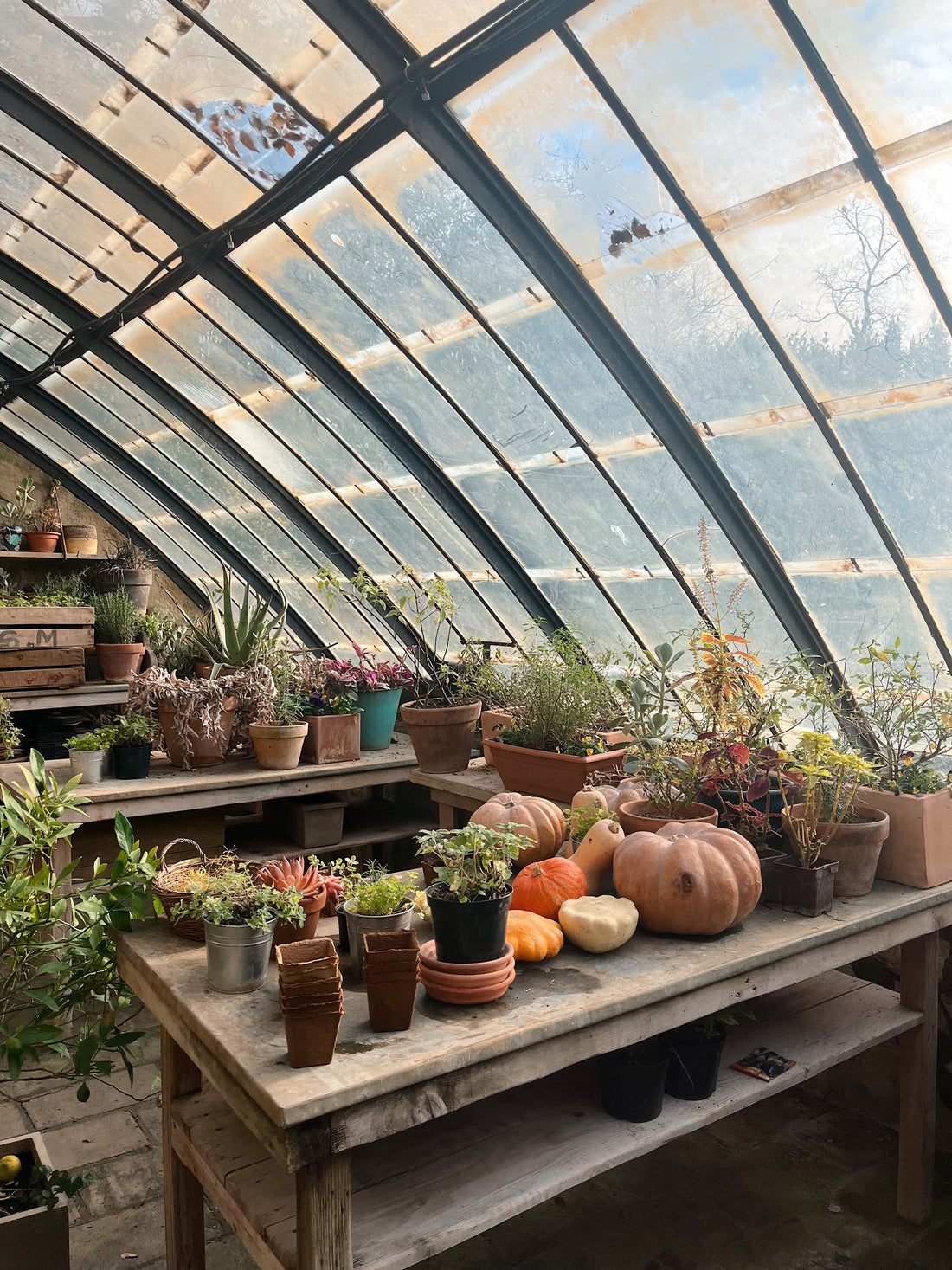 Serre plantes et légumes